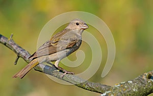 Common rosefinch sits on smal twig in the morning light