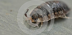 Common rough woodlouse