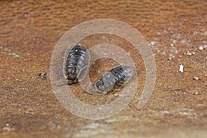 Common rough woodlouses, Porcellio scaber