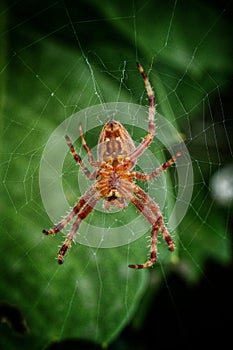 Common round webs weaving spider