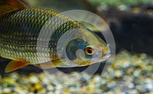 Common Rudd with its face in closeup, well spread fish through out the waters of Eurasia