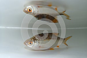 Common rudd (Scardinius erythrophthalmus) in the water