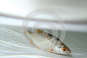 Common rudd (Scardinius erythrophthalmus) in the water