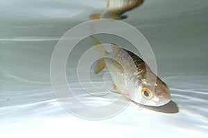 Common rudd (Scardinius erythrophthalmus) in the water