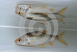 Common rudd (Scardinius erythrophthalmus) in the water