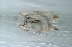 Common rudd (Scardinius erythrophthalmus) in the water