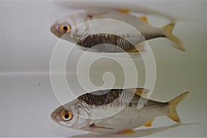 Common rudd (Scardinius erythrophthalmus) in the water