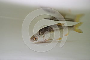 Common rudd (Scardinius erythrophthalmus) in the water