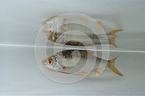 Common rudd (Scardinius erythrophthalmus) in the water