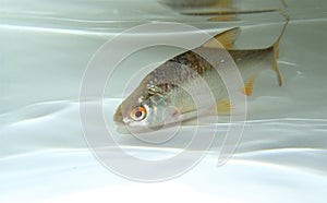 Common rudd (Scardinius erythrophthalmus) in the water