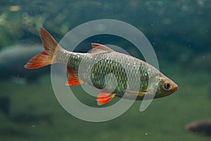 Common rudd (Scardinius erythropthalmus).