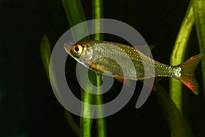 Common rudd, Scardinius erythropthalmus fish