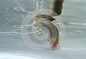 Common rudd in the water (Scardinius erythrophthalmus) in the water