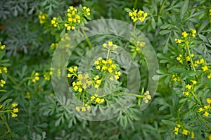 Common rue with flowers, Ruta graveolens, in garden, selected focus