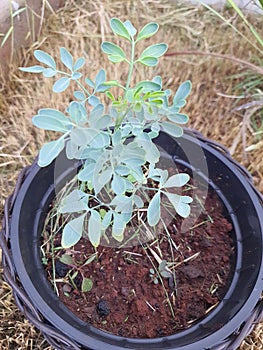 Common rue potted plant in a garden. (Ruta graveolens) is a plant in the Rutaceae family.