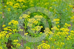 Common Rue, Ruta graveolens photo