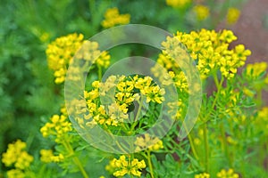 Common Rue, Ruta graveolens photo