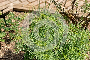 Common rue or Ruta Graveolens plant in Zurich in Switzerland photo