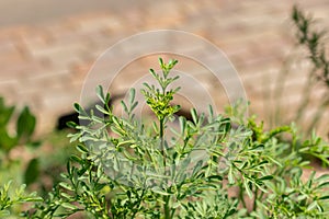 Common rue or Ruta Graveolens plant in Zurich in Switzerland photo