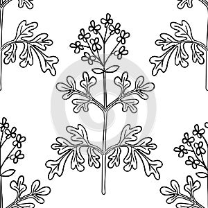 common rue, seamless b-w ww dot herb