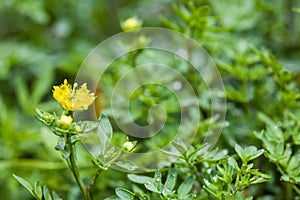 Common rue & x28;Ruta graveolens& x29; photo