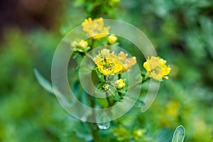 Common rue & x28;Ruta graveolens& x29; photo