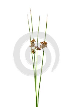 Common rush (Juncus effusus)