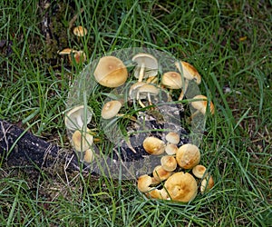 Common Rustgill at Drinnies wood, Aberdeenshire, Scotland,UK