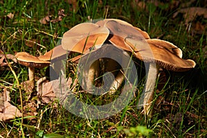 The Common Rustgill (Gymnopilus penetrans) photo