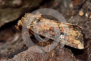 Common rustic moth (Mesapamea secalis)