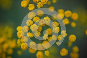 Common sage. Common Tansy. yellow flower inflorescences