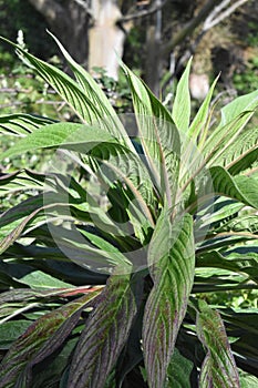 Common sage or culinary sage, the Salvia officinalis, 1.