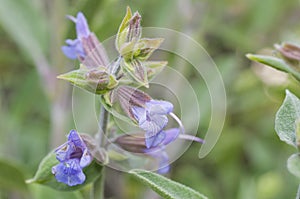 Common sage salvia officinalis in bloom during spring with beautiful purple and blue flowers, macro shot