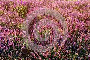 Common sage (Salvia officinalis) plantation.