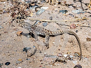 Common Sagebrush Lizard
