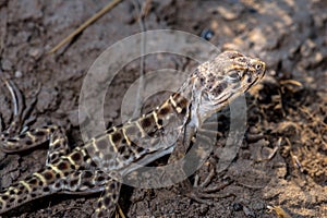 Common Sagebrush Lizard