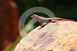 Common Sagebrush Lizard, Sceloporus graciosus, on Rock, Zion National Park, Utah, Desert Southwest, USA photo