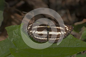 Common Sailer butterfly - mud puddling .