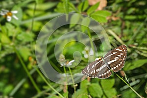 Common Sailer butterfly Neptis hylas photo