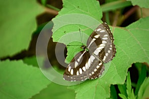 Common sailor butterfly open wings on green leaf