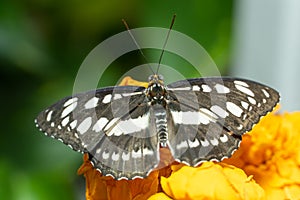 Common Sailor Butterfy Neptis hylas a black and white butterfly close up on orange flower