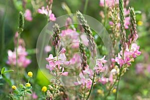 Common sainfoin flowers