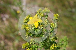 Common Saint John`s wort