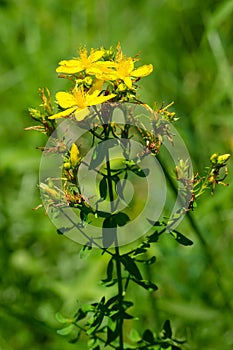 Common Saint John's Wort - Hypericum perforatum