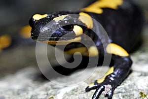 Common Salamander (Salamandra salamandra) in Busti river, Vobbia, Genoa, Liguria., Italy photo