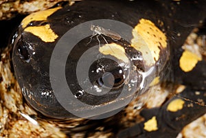 Common salamander Salamandra salamandra in Valsain wood, Segovia, Spain photo