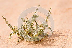 Common Saltwort close up on sand beach, Autumn bloom