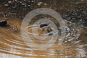 Common Sandpiper