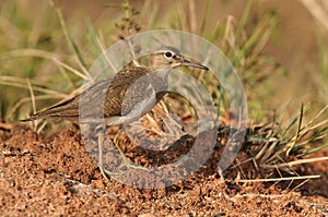 Common Sandpiper photo