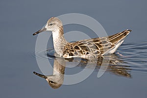 Common Sandpiper